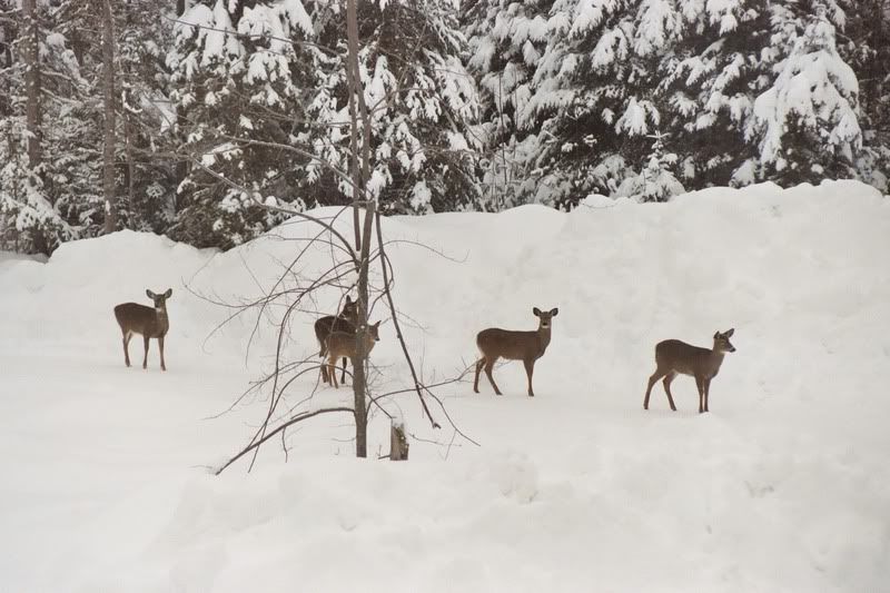Deer8.jpg