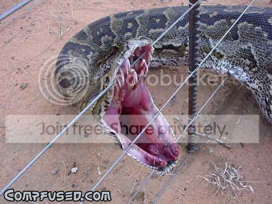 snake_fence2.jpg