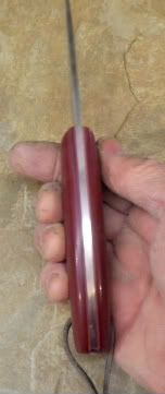 redwhitetail004.jpg
