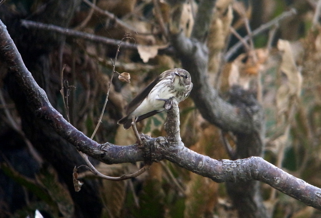 2012.10.06.R0015120.JPG