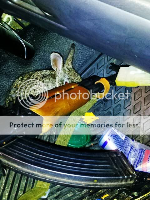 Rabbit2.jpg