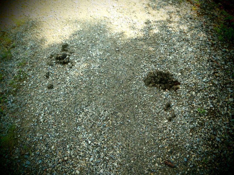 Banff2012108.jpg