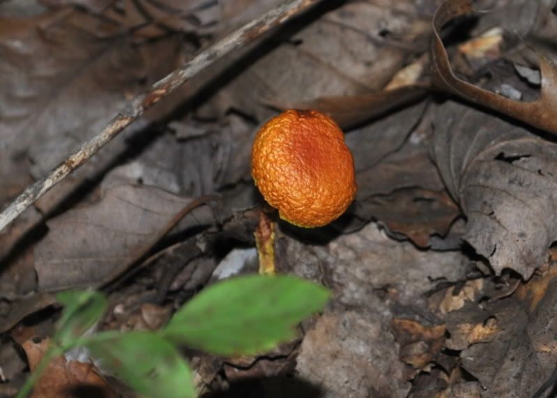 DSC_2483.jpg