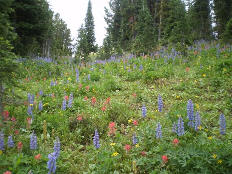 wildflowers_zps7c800b32.jpg