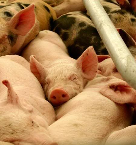 pig.jpg