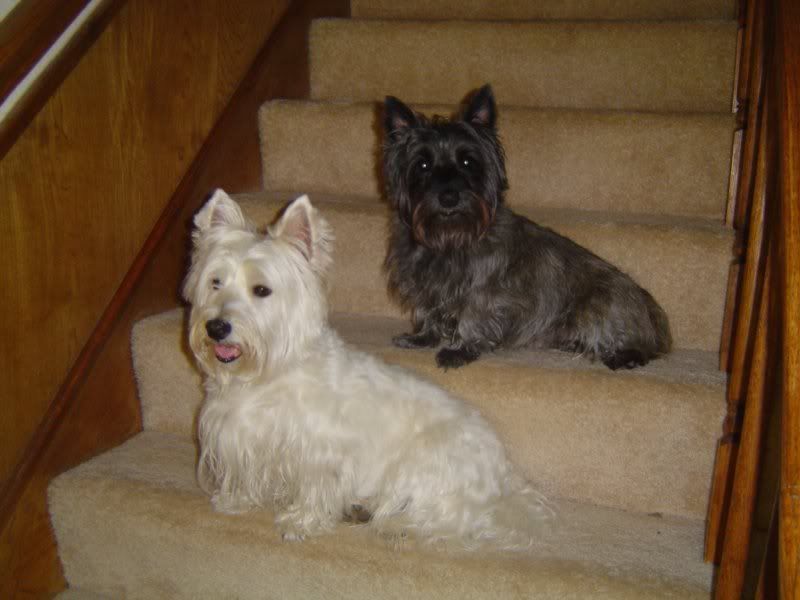 dogs.jpg