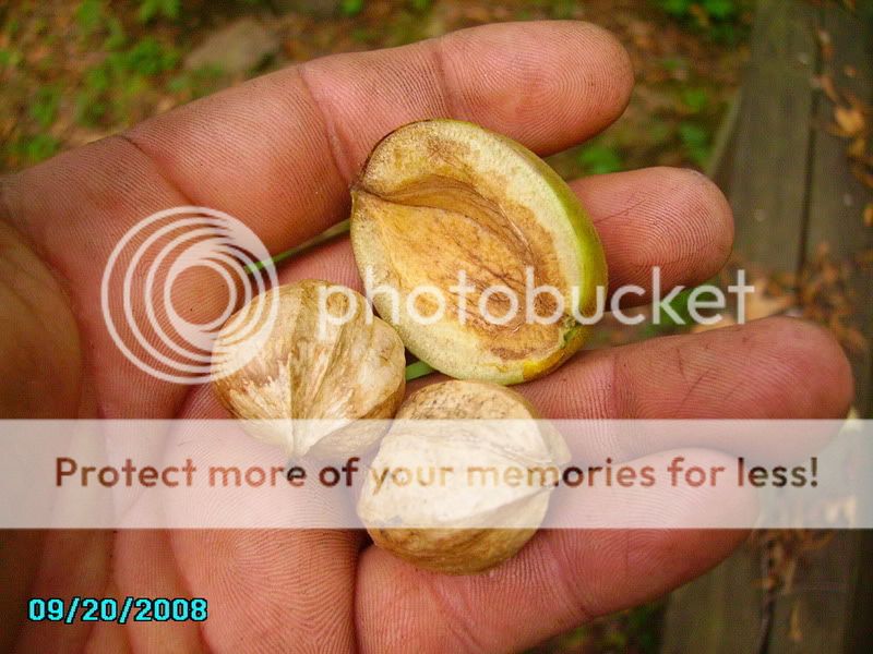 PICT0596.jpg
