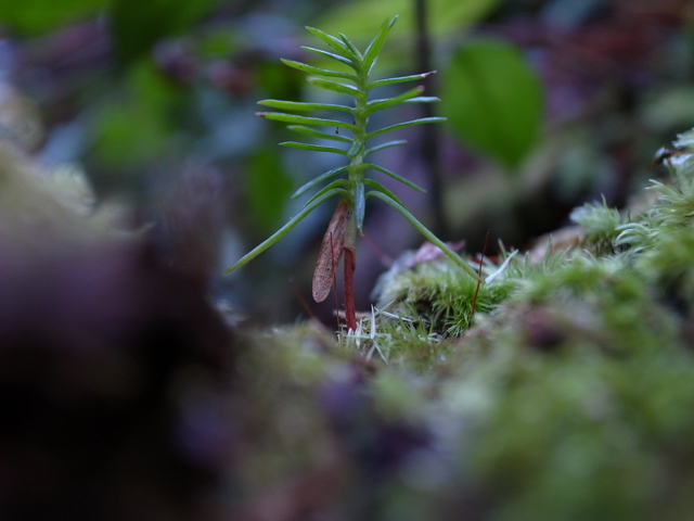 2013.01.02.R0016779.JPG