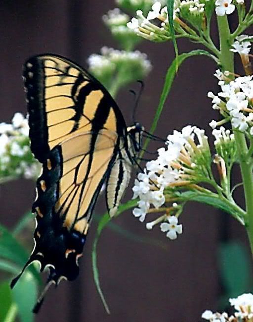 butterfly1.jpg