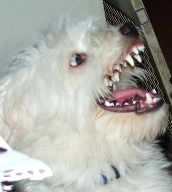 crazydog.jpg