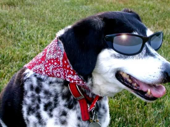 CoolClyde3.jpg
