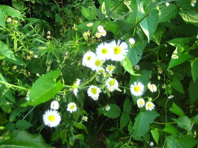 plants039.jpg