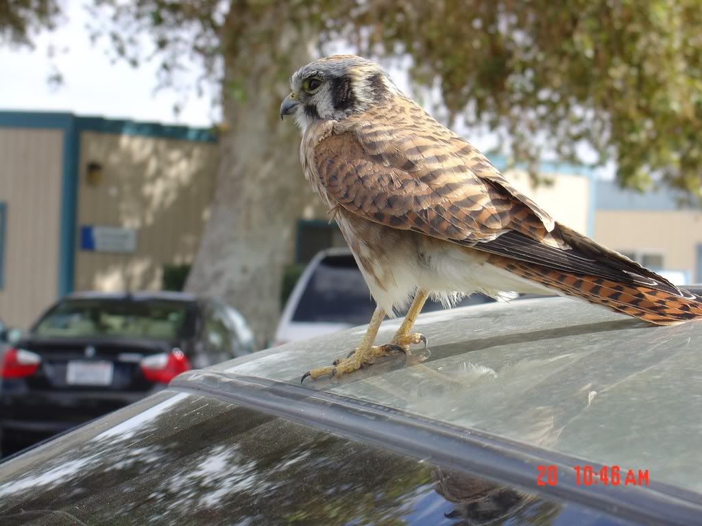 FemaleKestral2.jpg