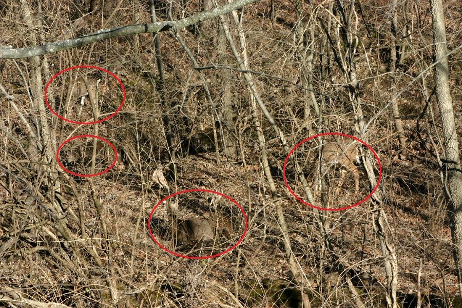 deer4_zpsfc44713b.jpg