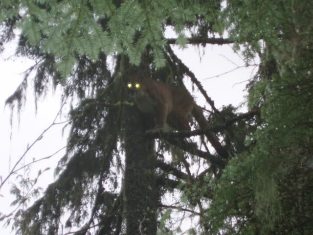 cougar12027.jpg
