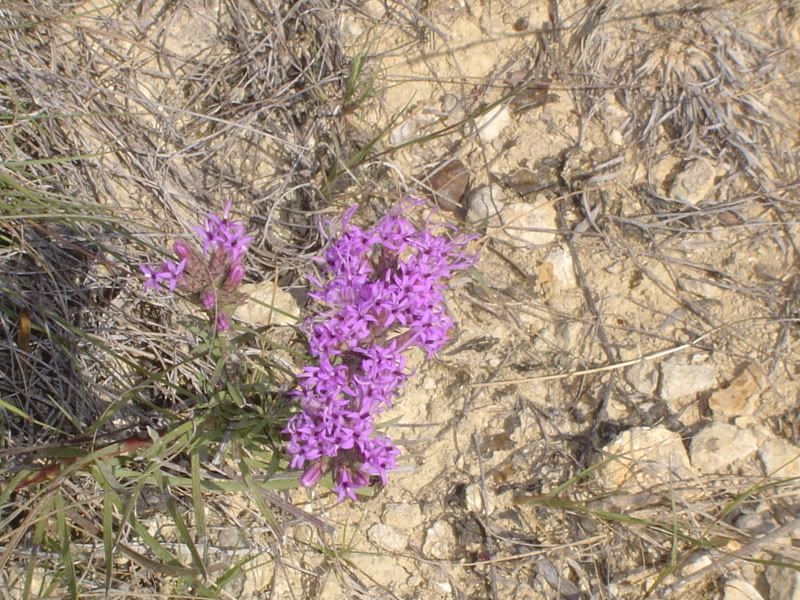 DSC09033.jpg