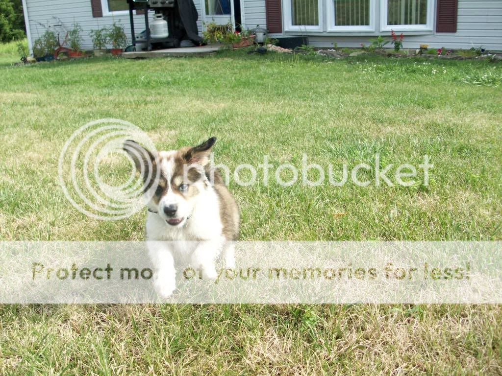 puppies019.jpg