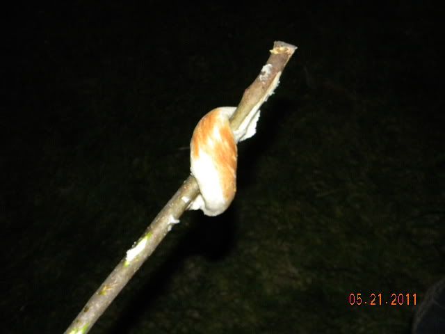 DSCN3684.jpg