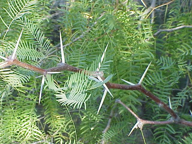 Mesquite20Thorns.jpg