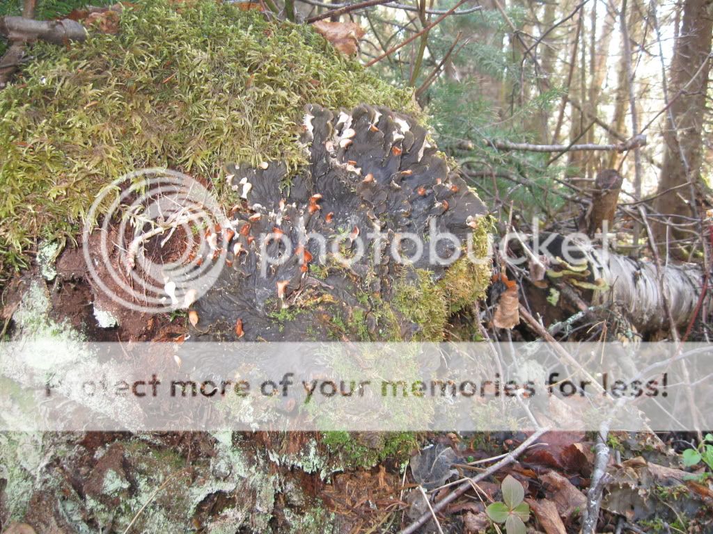 fungi7.jpg