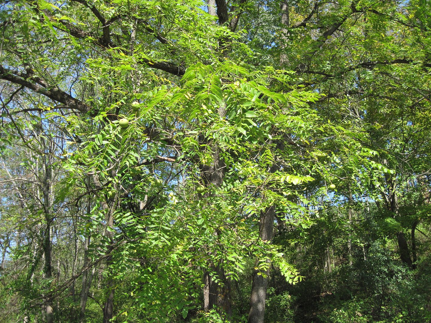 IMG_0050.jpg