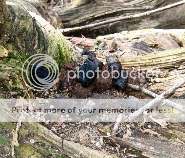 IMG_1523.jpg