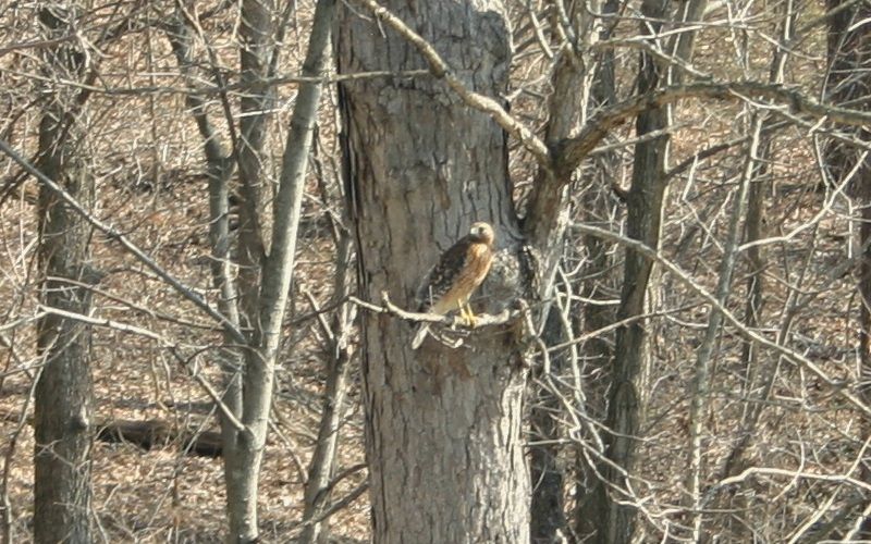 Red-ShoulderedHawk02_zps50d4786e.jpg~original