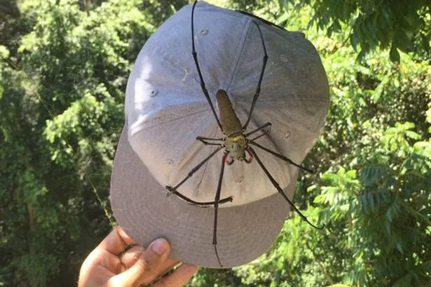 golden-orb-web-main.jpg