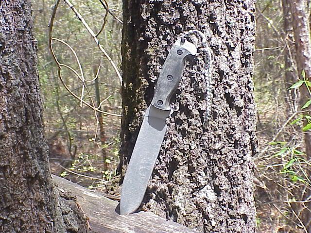 RD7_in_cedar_pole2.jpg