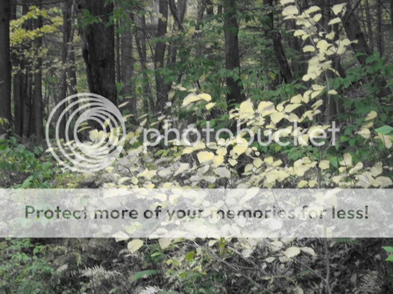 IMG_0787.jpg