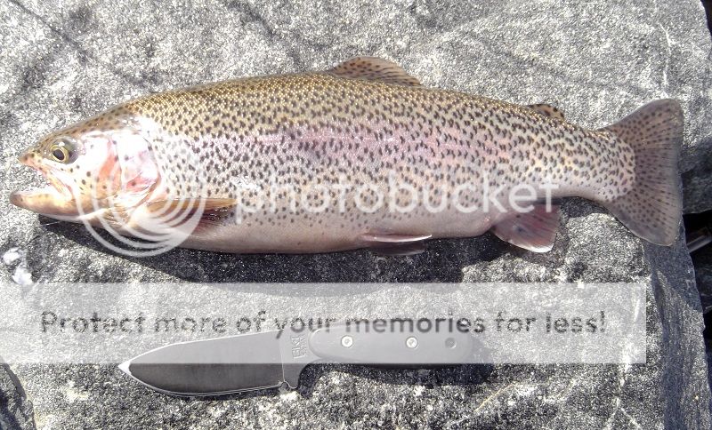 BK14trout_zps43135388.jpg