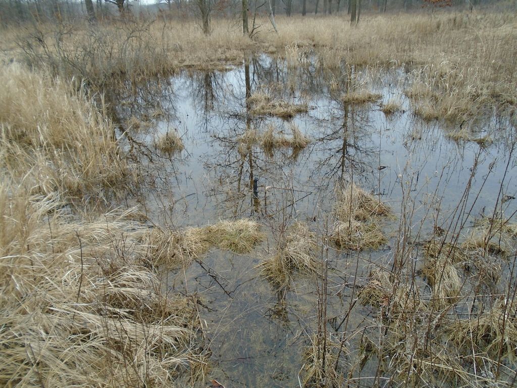 DSC00779_zpsivuw2cff.jpg