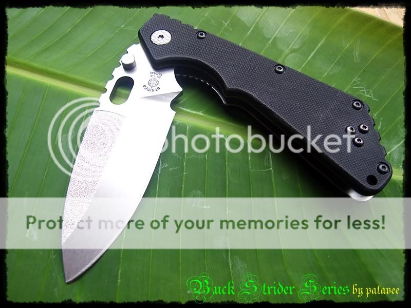 buck001.jpg