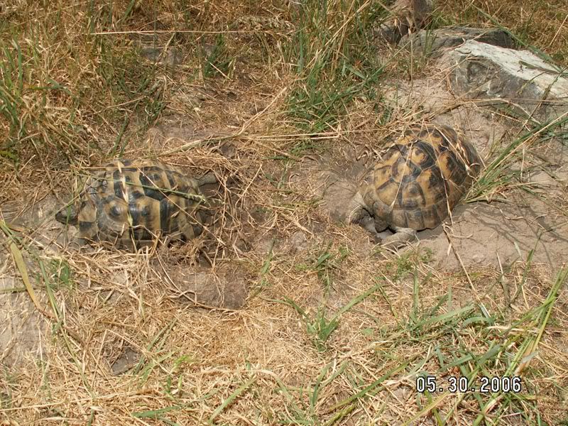 PICT1066.jpg