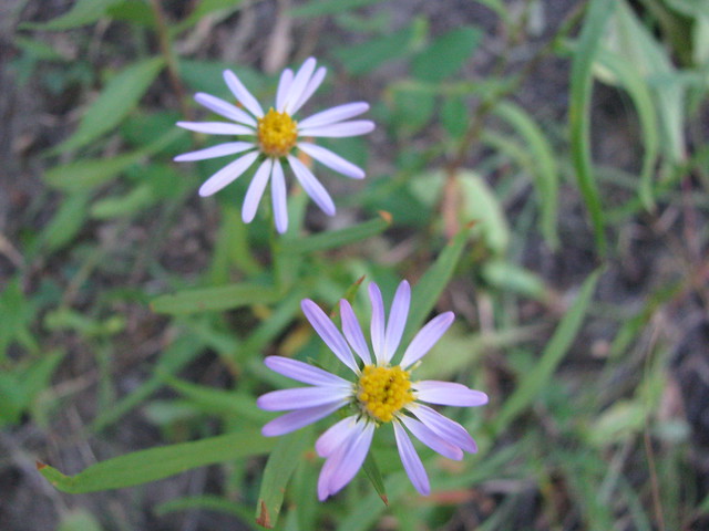 4965223931_0eec375687_z.jpg