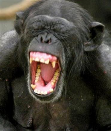 Chimp.jpg