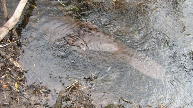 beaver2011025.jpg