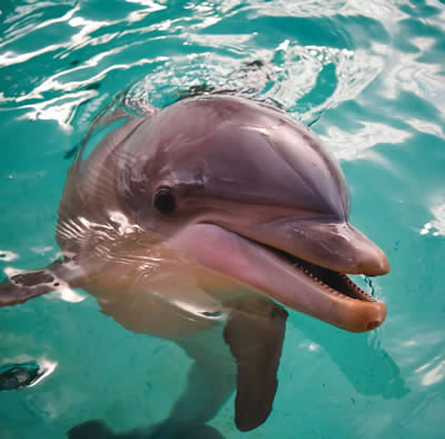 dolphin.jpg