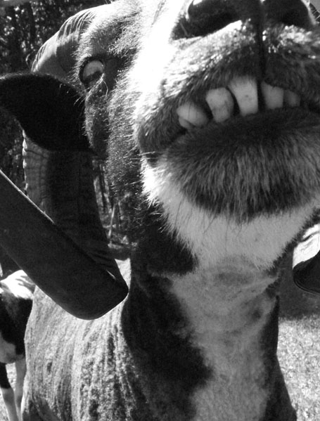 You_are_a_sheep_by_forgetwolf.jpg