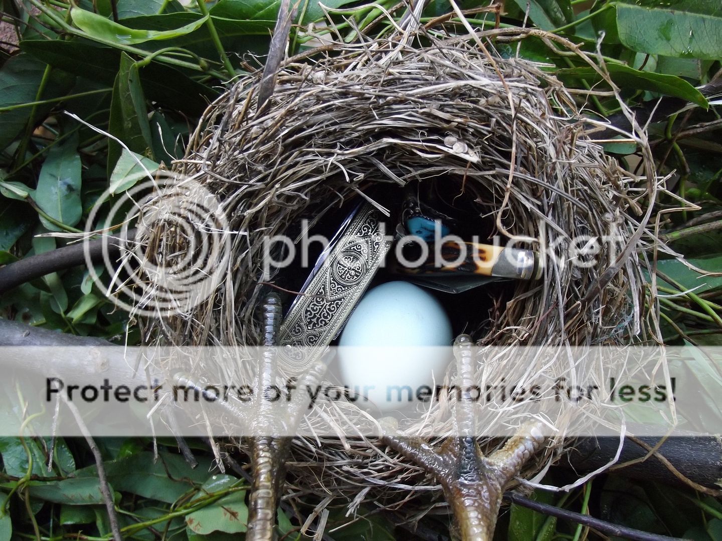 nest004.jpg