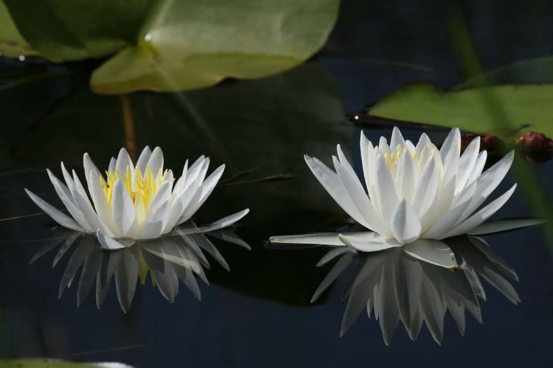 Lily1.jpg