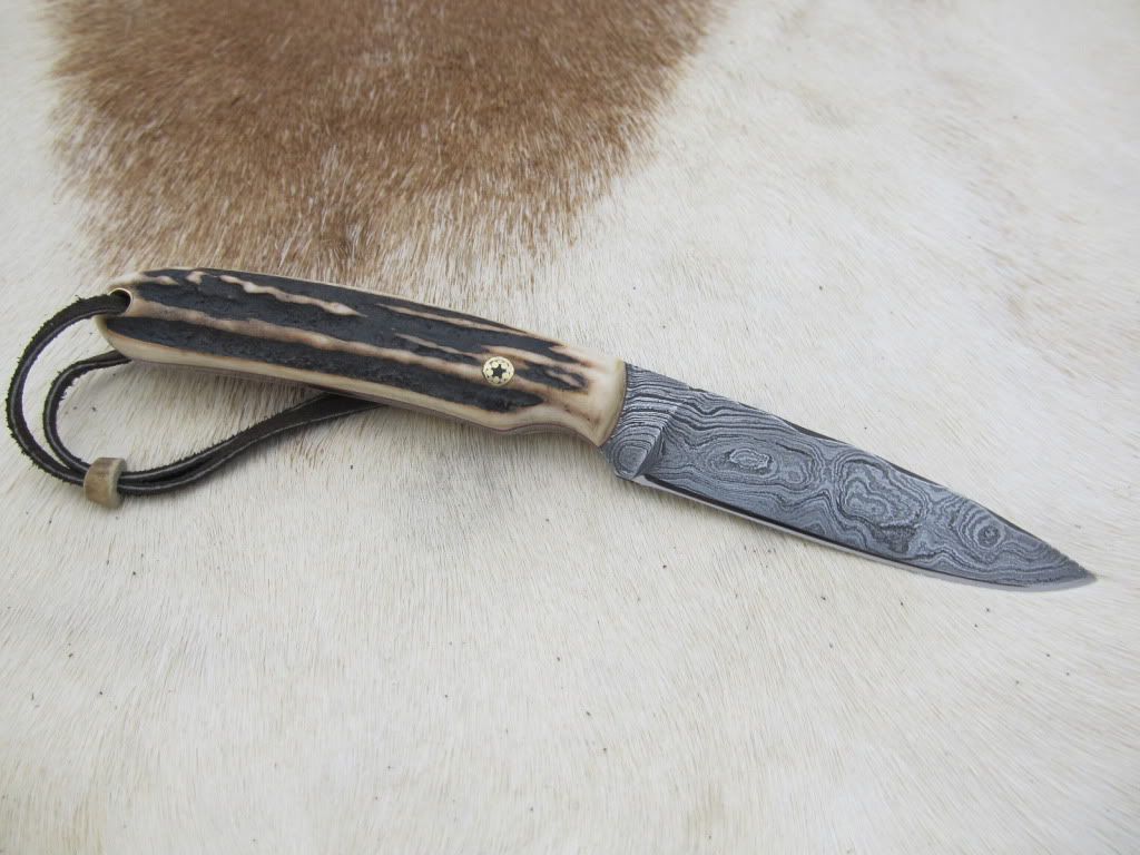 StagDamascusEDC025.jpg