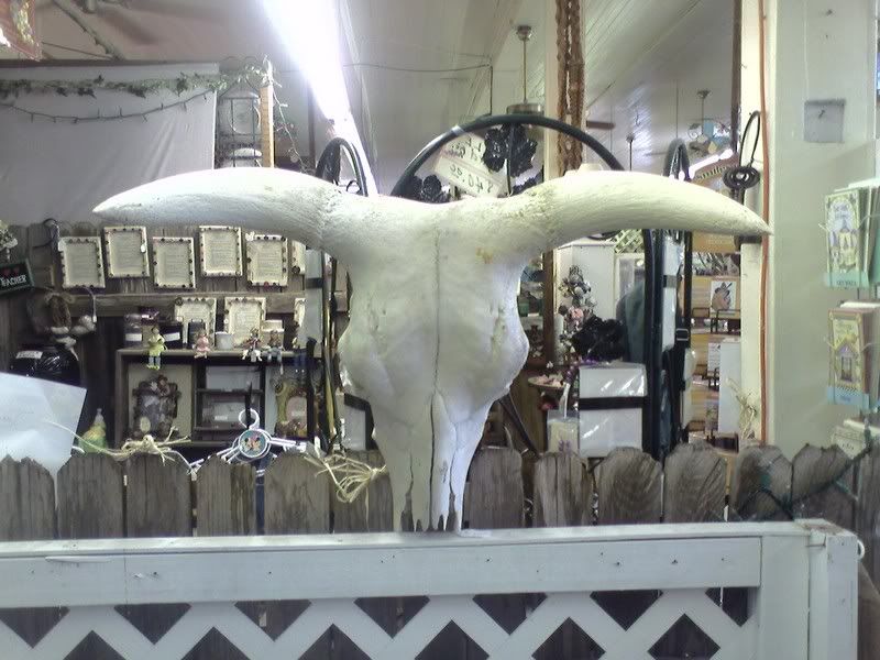 CowSkull145.jpg