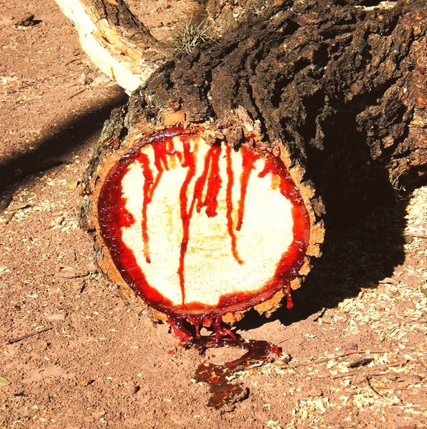 bloodwood-tree1.jpg