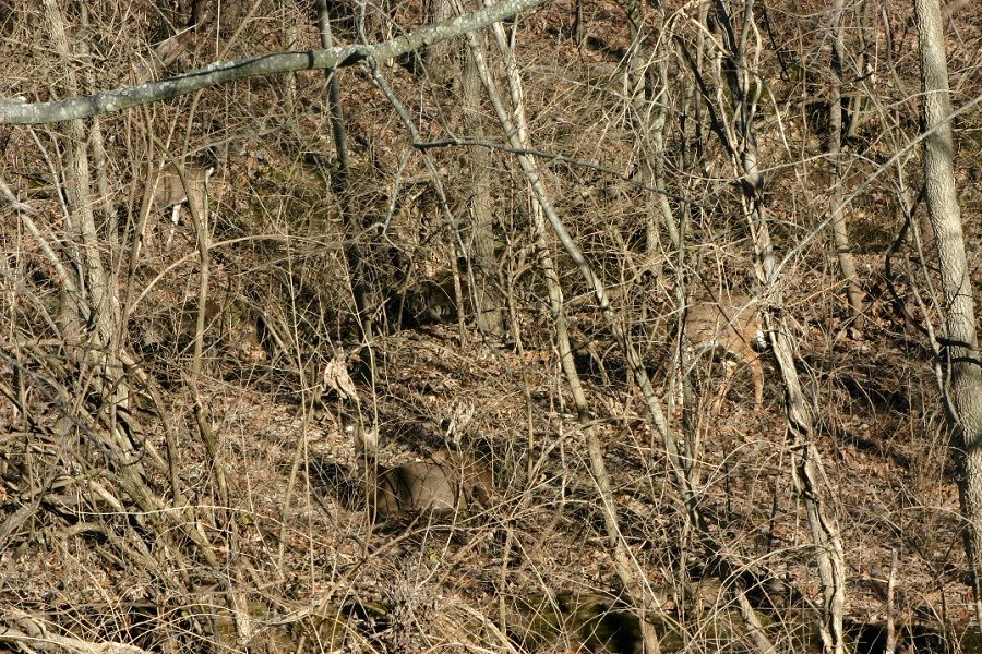 deer3_zps7b3139d9.jpg