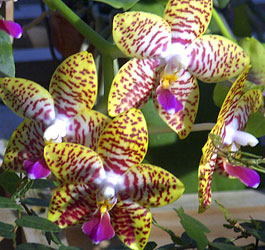 yellow-pink-flowers.jpg