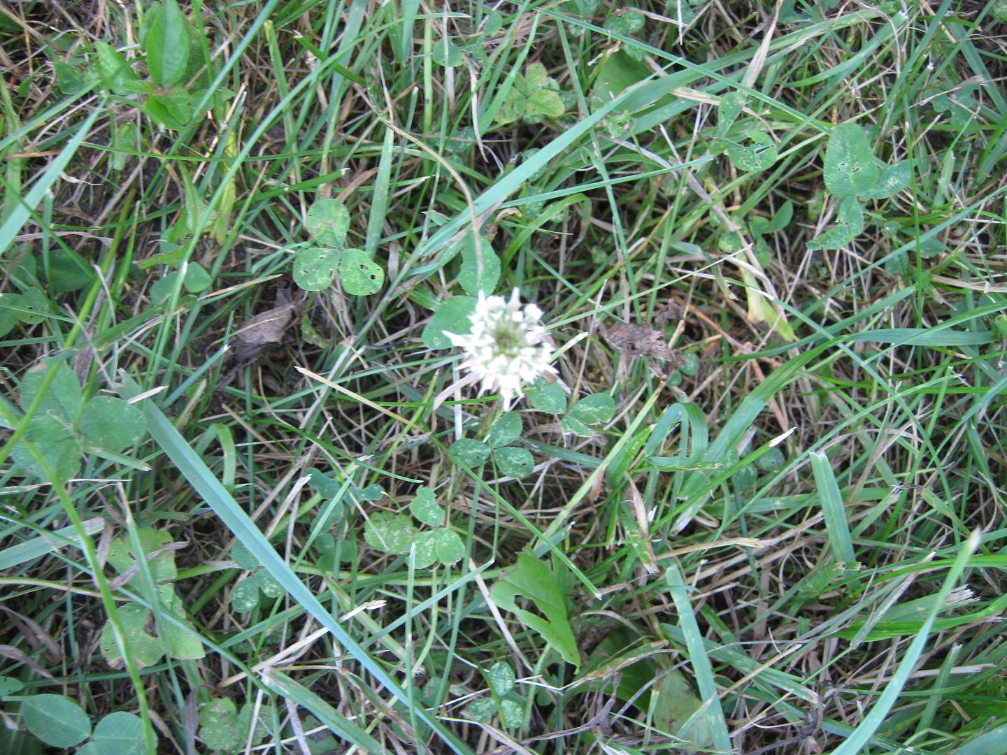 IMG_3613.jpg