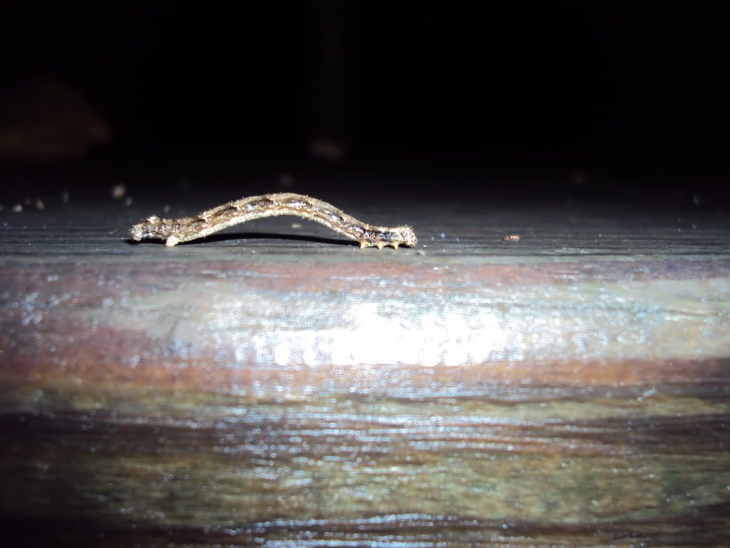 DSC00621.jpg