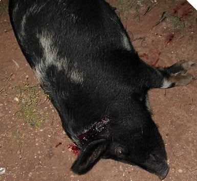 mypig.jpg