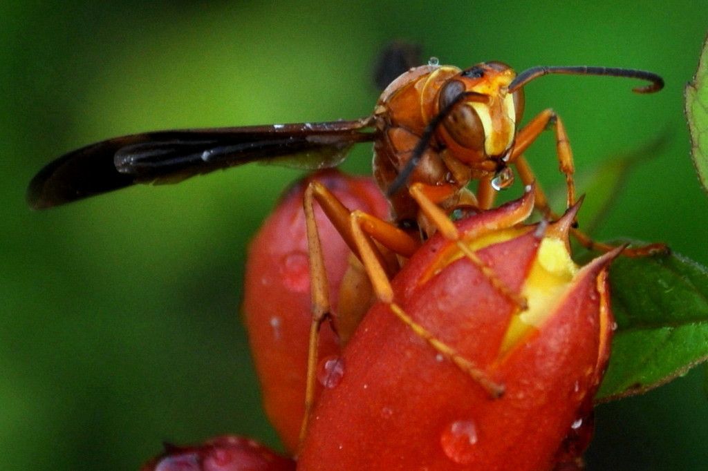 DSC_0684.jpg